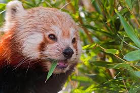red panda eats bamboo leaf tips